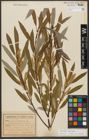 Foto von Salix triandra subsp. triandra L.